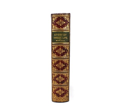The Story of Insect Life, W Percival Westell, 1907 Robert Culley London. illust-image