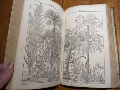 Mrs Almira Lincoln’s Botany Familiar Lectures 1842 flowers plants illustrations-image